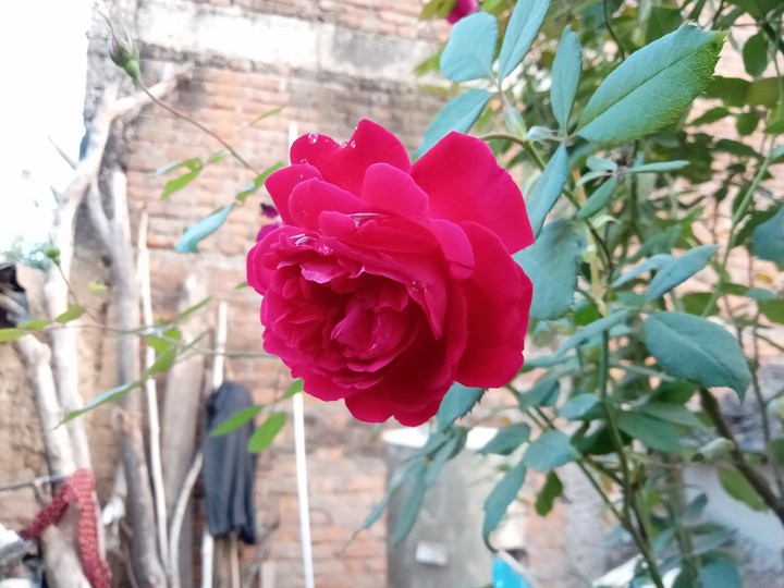 flawers
