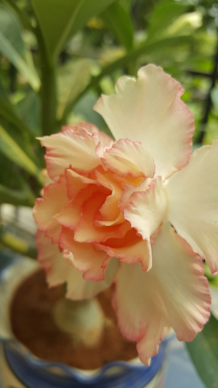 Just a flower