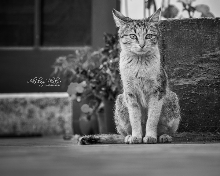 akshaythakurphotography