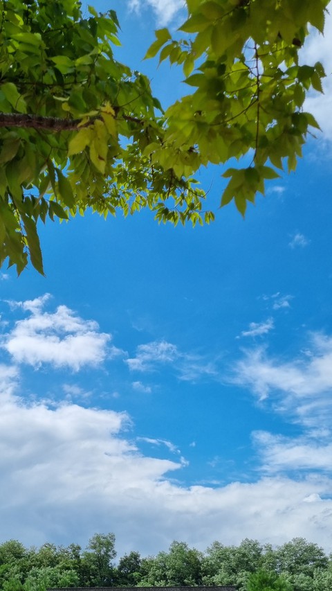 자연, 녹색 배경화면