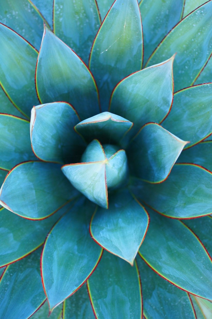 Aloe