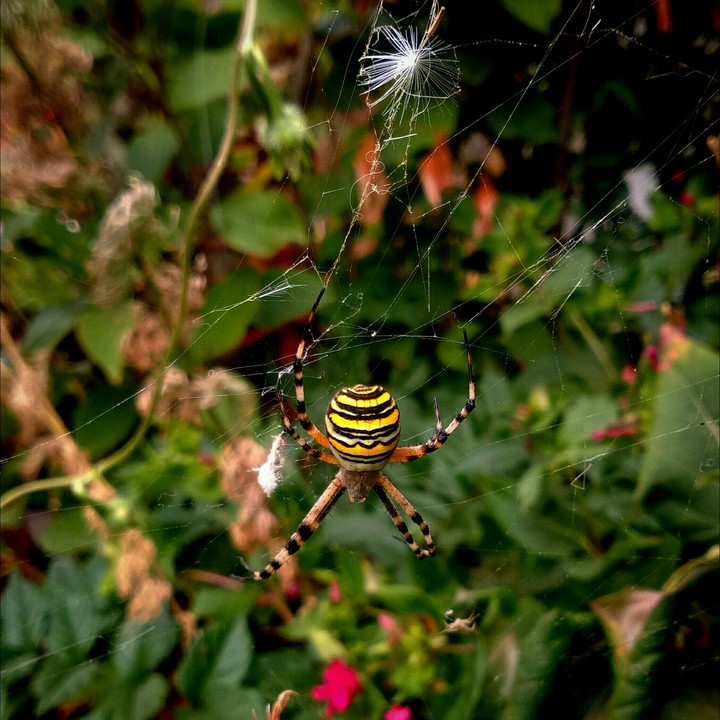 Naturaleza118 - (La Bañeza - Spain)