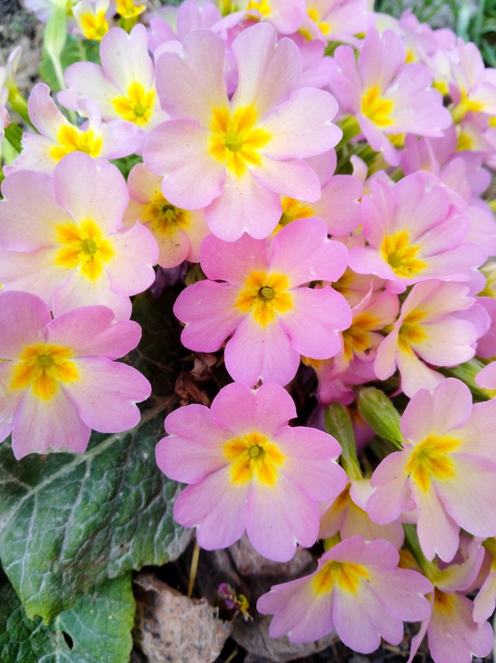 spring