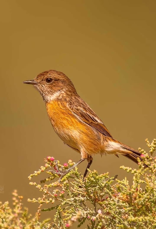 barytes Birds