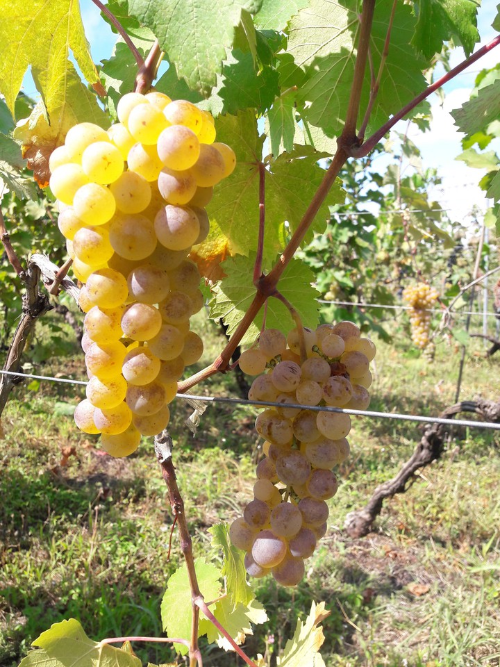 grape Rkatsiteli