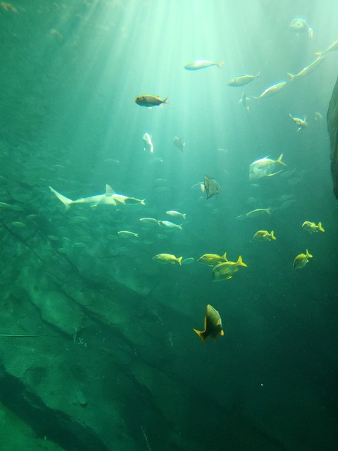 keep on swimming