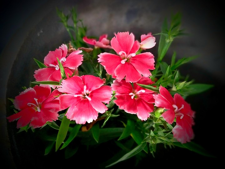 red flowers