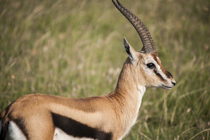 Animal