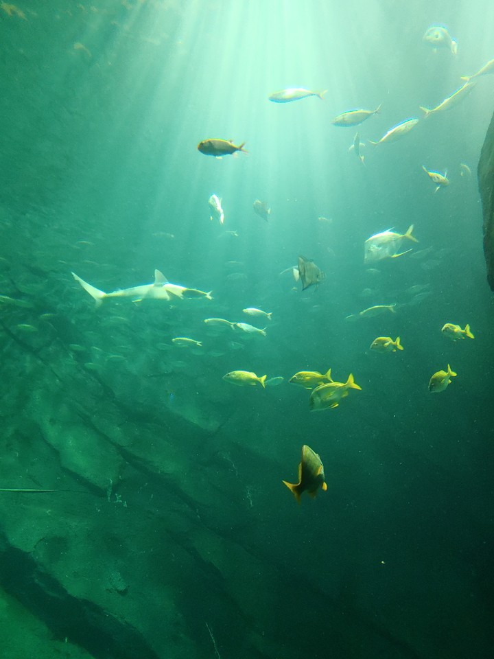 keep on swimming