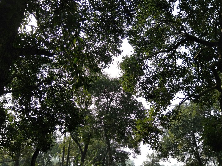 Go green