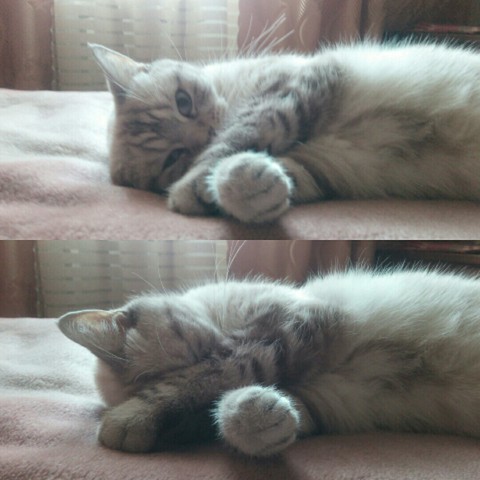 shy