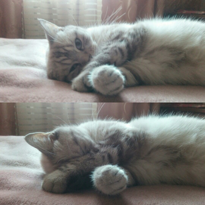 shy