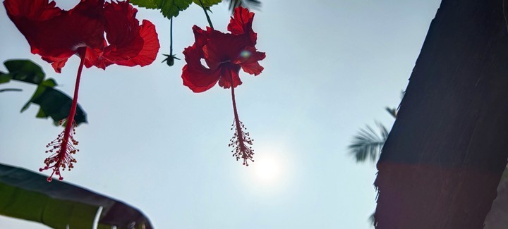 rose