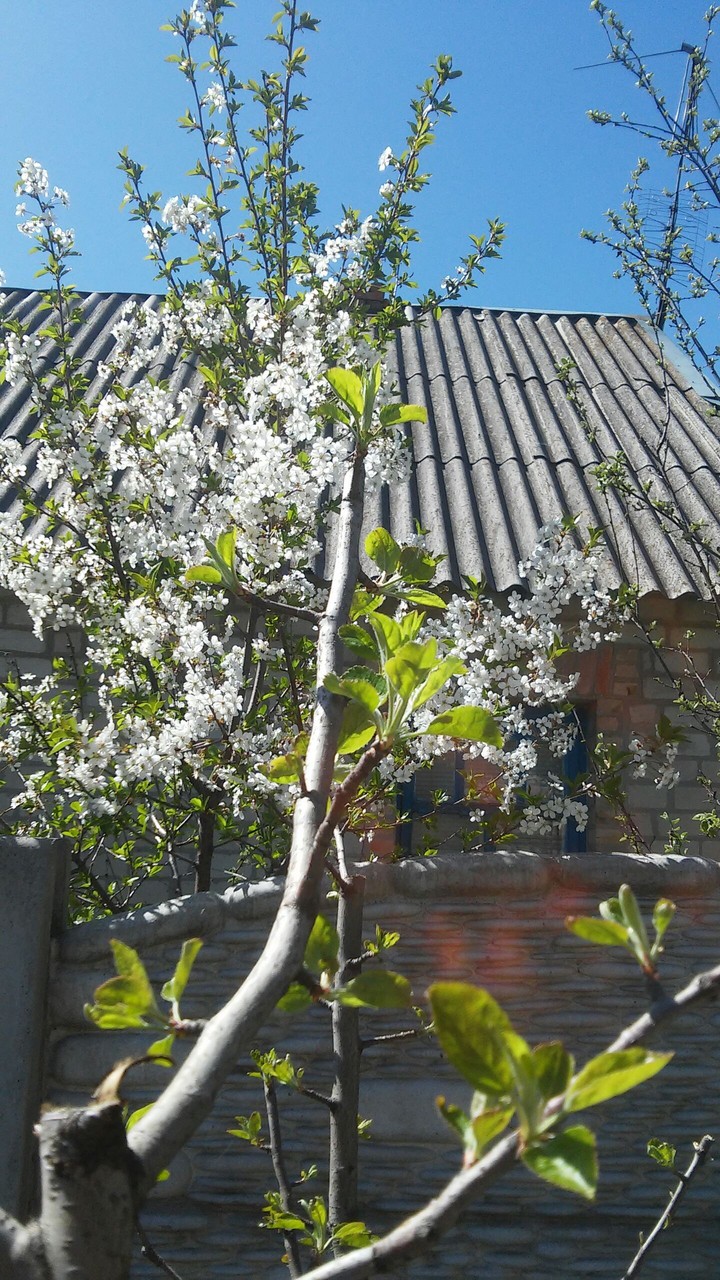 весна