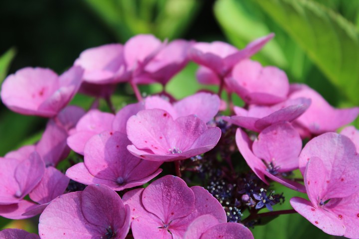 hydrangea