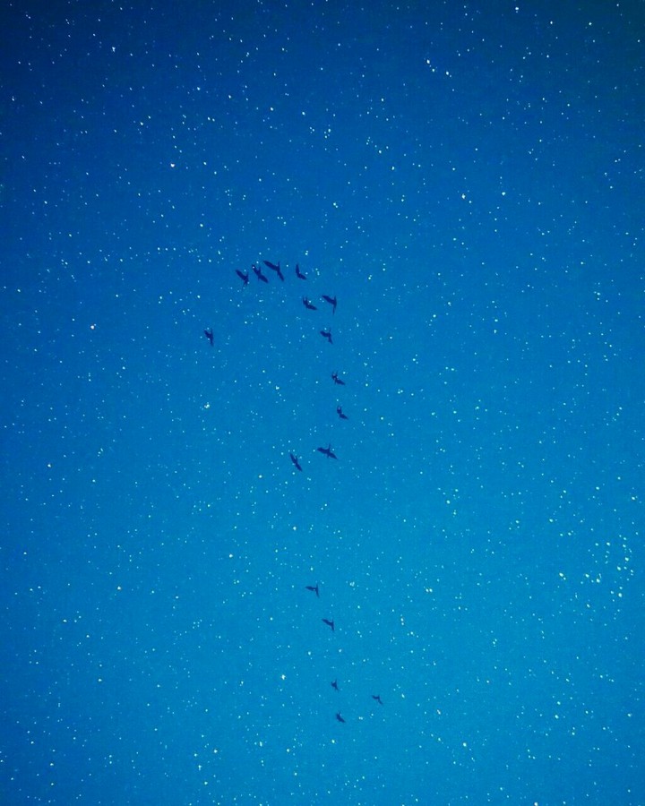 Blue sky , full of Birds.. !