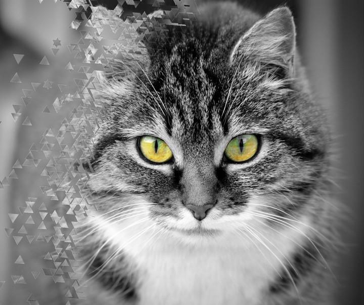✨?Cat◻️◼️