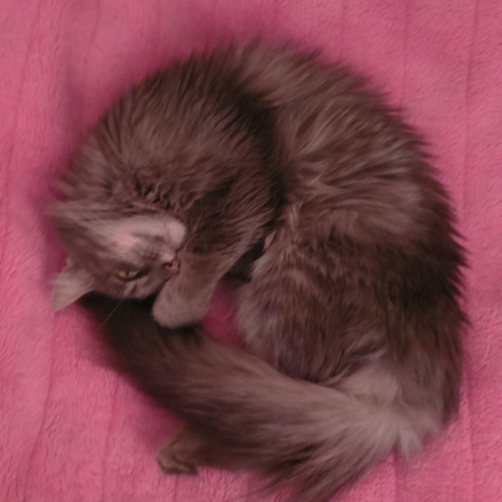 my beauty cat