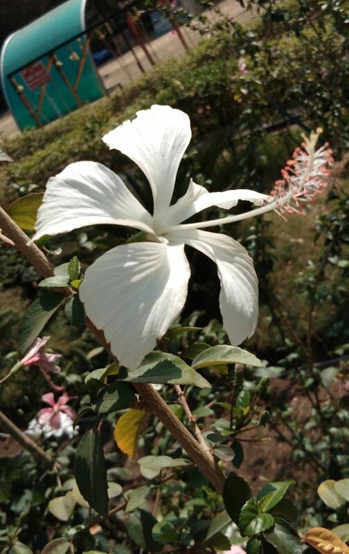 LOVE FLOWERS