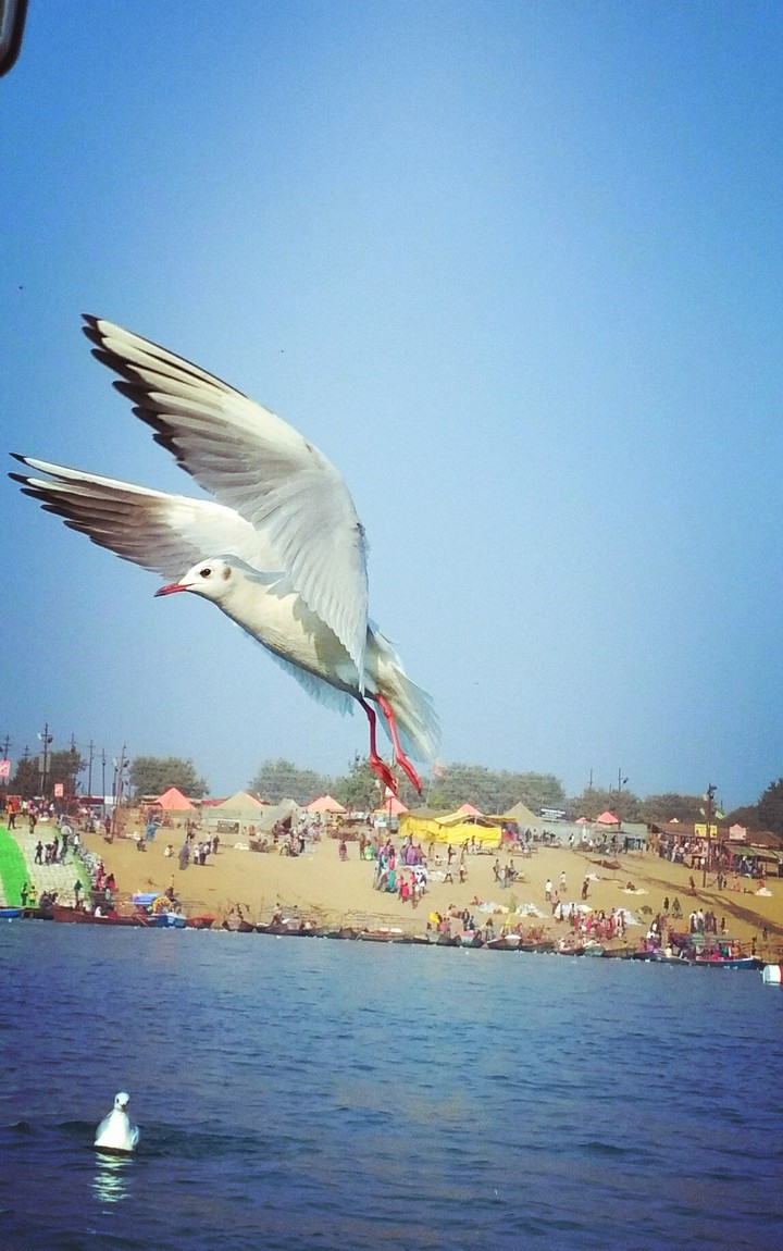 flying beauty
