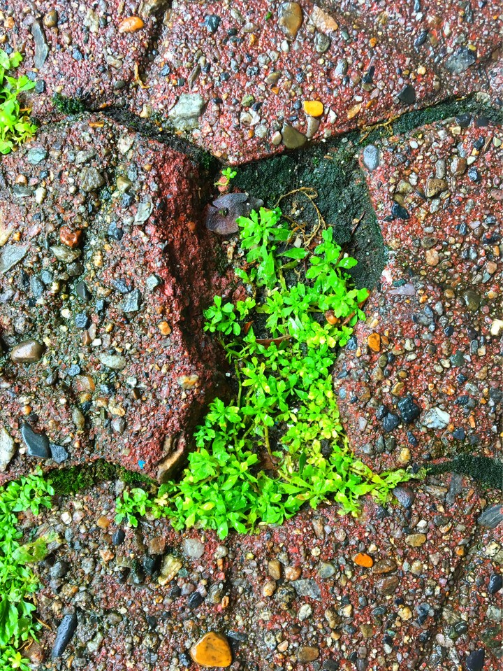 Moss