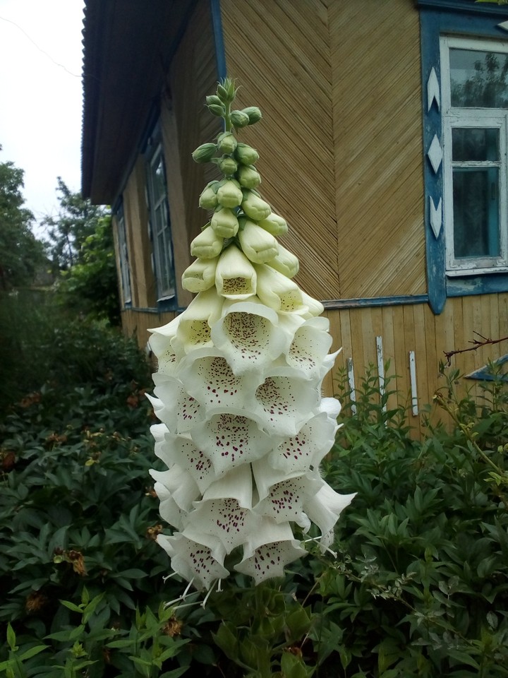 бальшие колокольчики