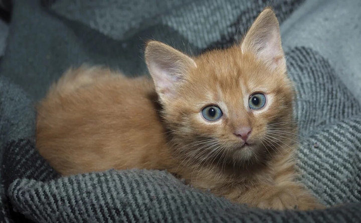 кошка