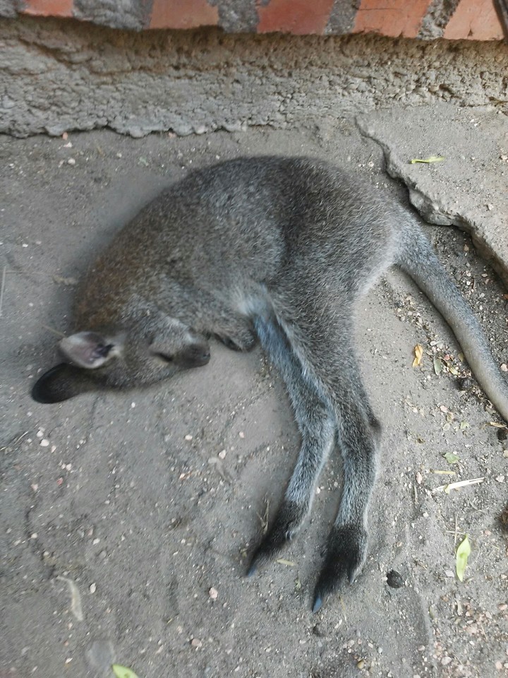 Kangaroo