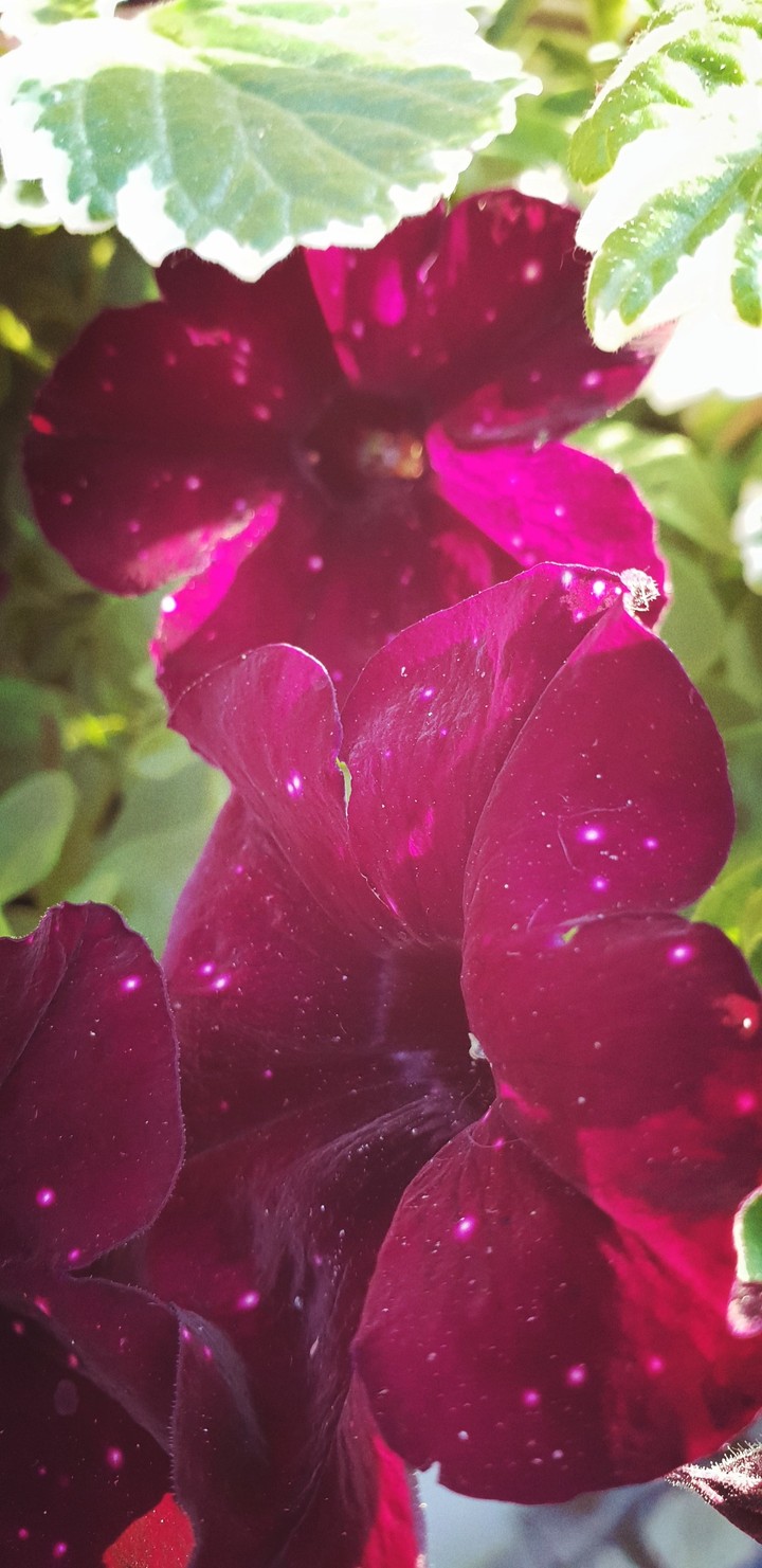 Petunia