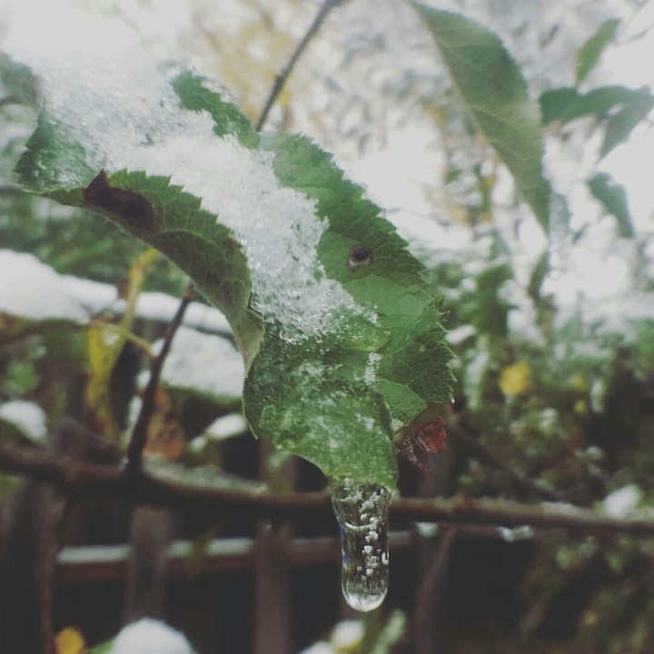 The frozen drip