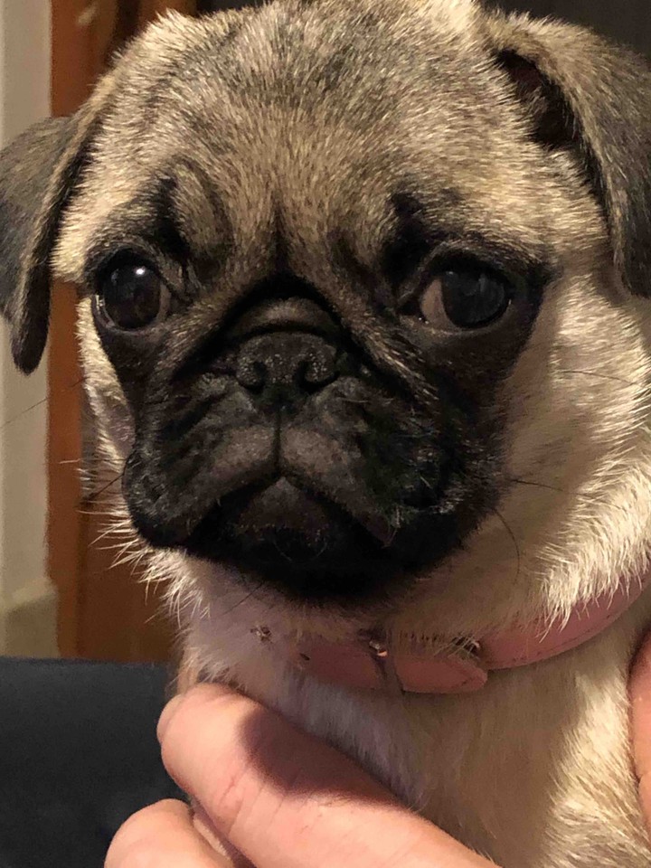 my Mabi the Pug