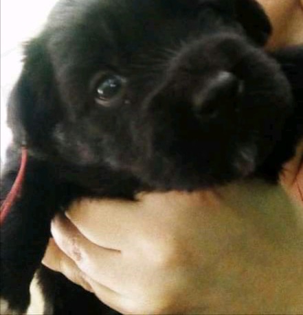 pequeña dog