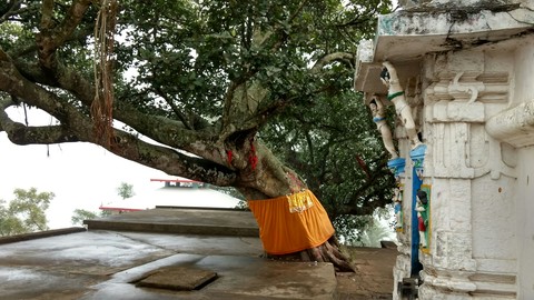Tree of 70years
