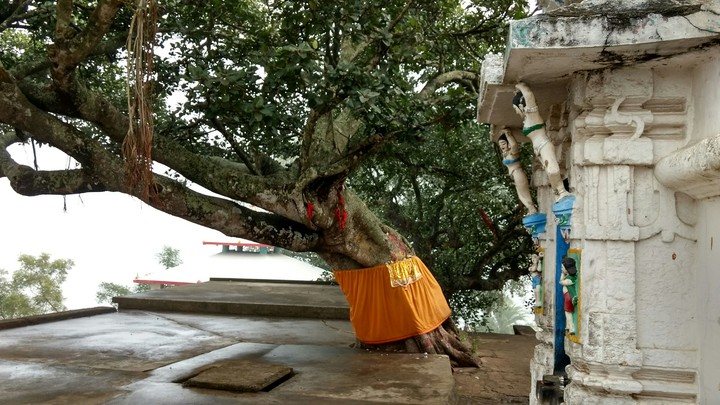 Tree of 70years