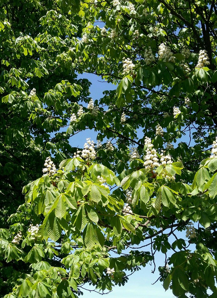 Bloom chestnuts in Odessa