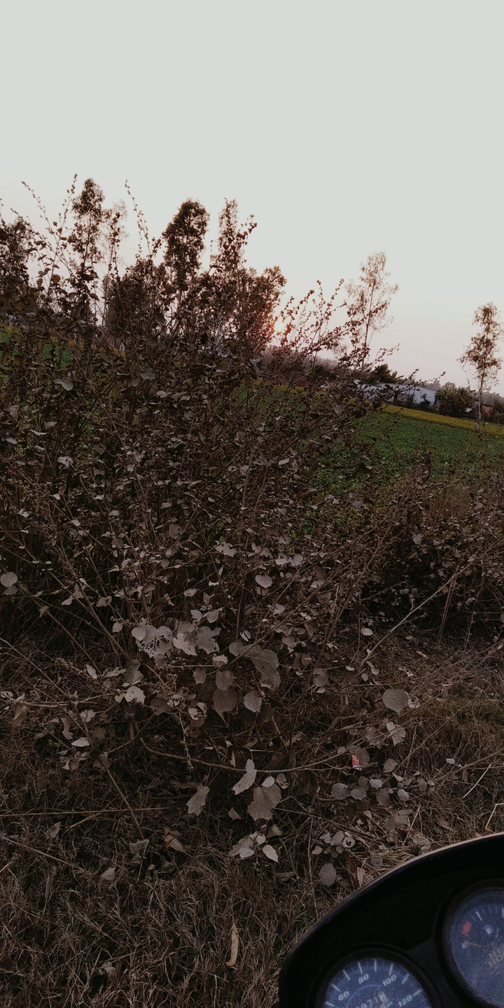 ossm pic