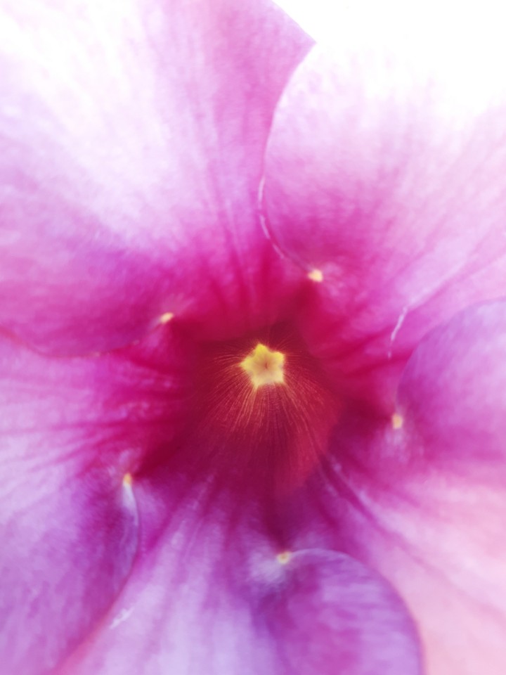 el corazón de la flor