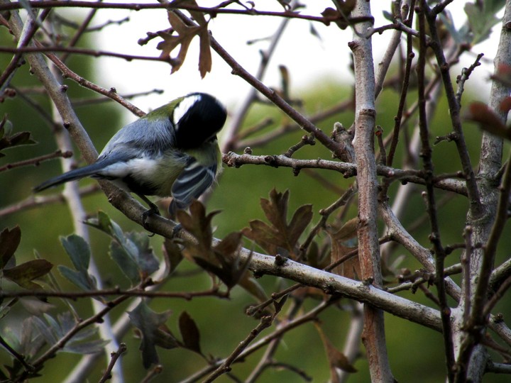 Bird