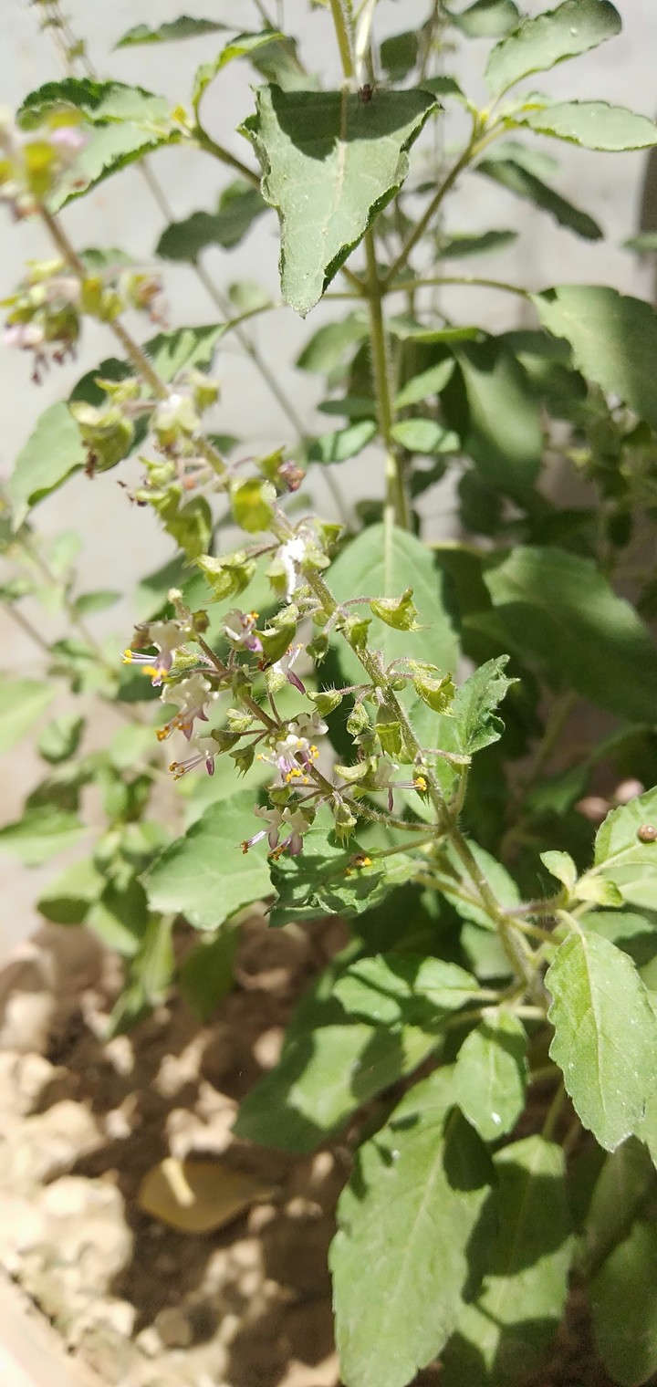 tulsi plant flower