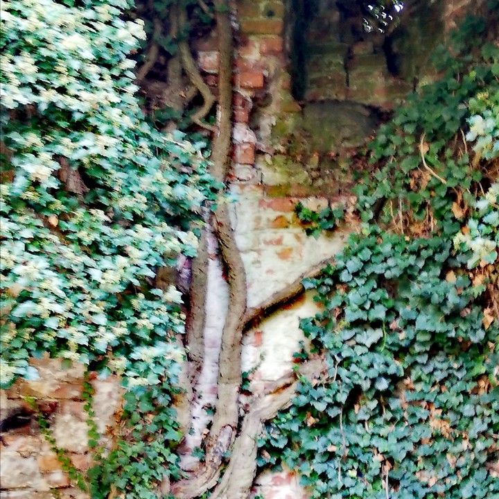 Baumruine