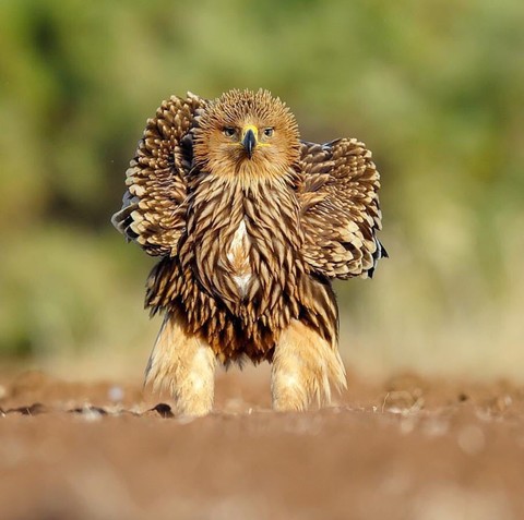Imperial Eagel