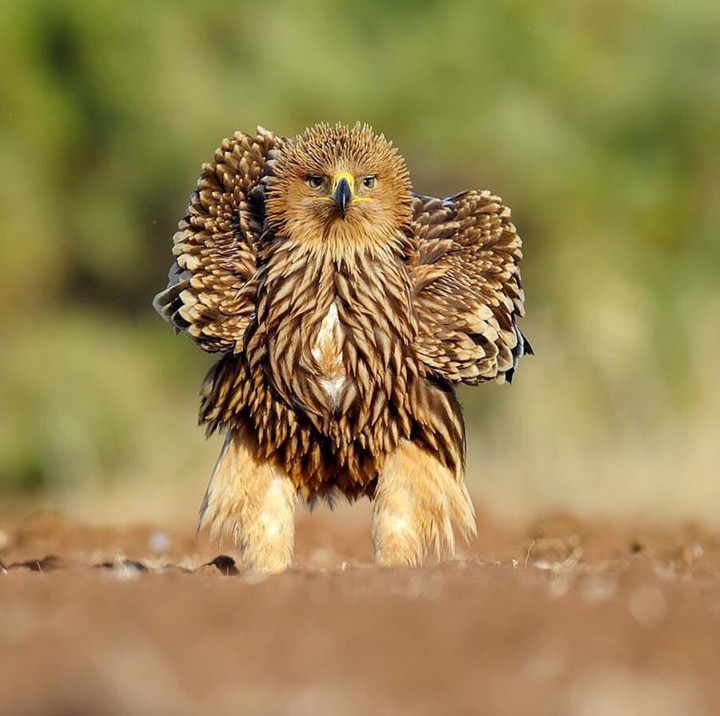 Imperial Eagel