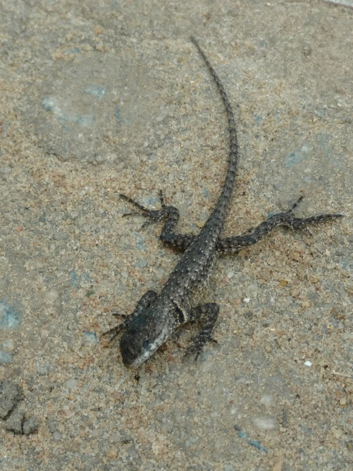 lagarticha