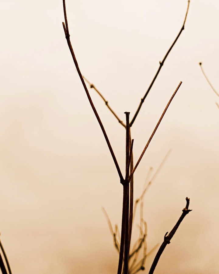 Dry twigs