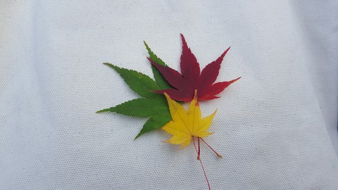 삼총사