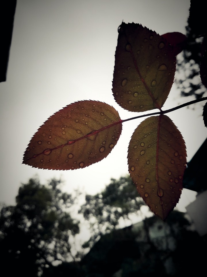Rose leaves
