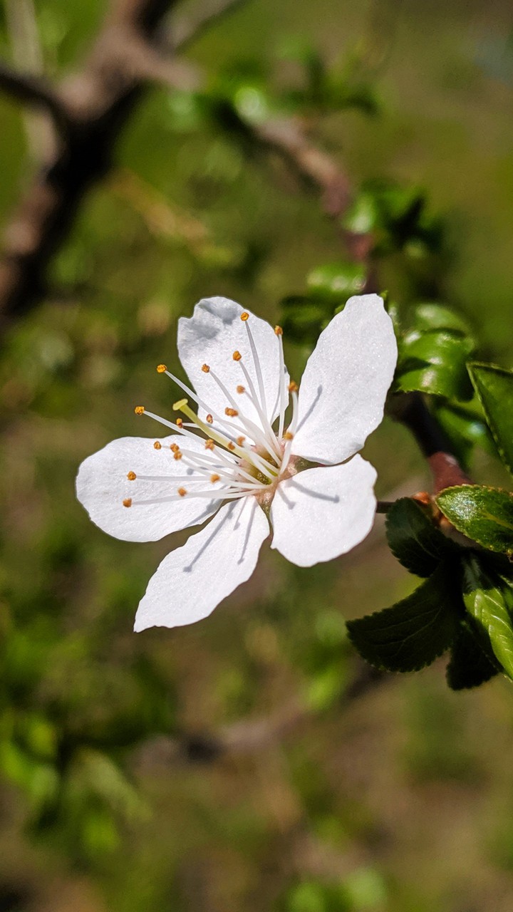 apple flower