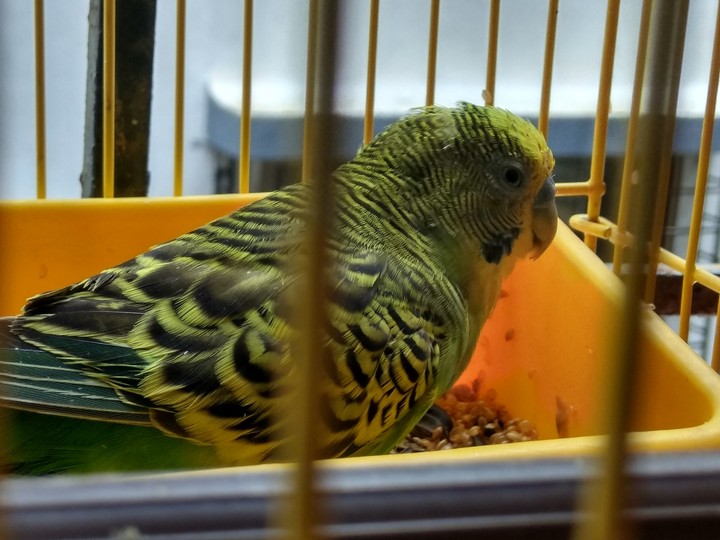bird