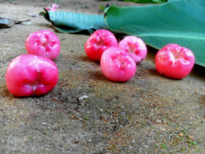 Rose apple
