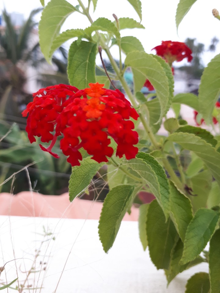 flowers